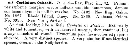 original description of Corticium oakesii Berk. & Curt