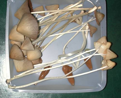 Conocybe jumble