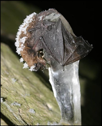 Geomyces destructans growing on a bat, which has died and fallen onto an ice column. photo by Alan Hicks, NY Department of Environmental Conservation