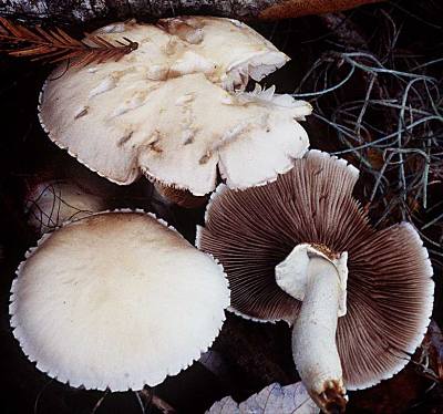 Agrocybe aegerita growing with bald cypress in Louisiana