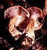 Armillaria gallica