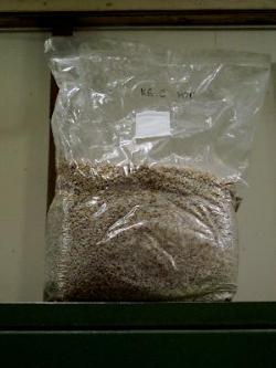 spawn of Agaricus in a breathable bag