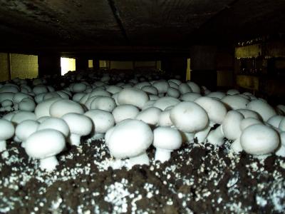 the Agaricus mushroom crop