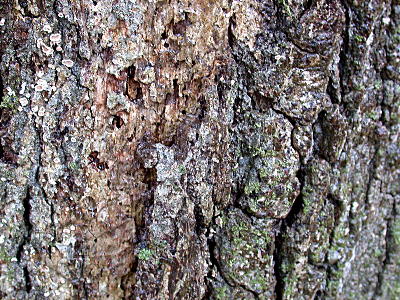 closer view of smooth patch disease on oak. diseased part on left