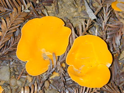 Aleuria aurantia, the orange fairy cup or orange peel fungus