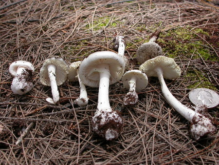 Amanita marmorata subsp. myrtacearum.  photo by Jon Palmer