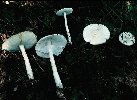 You're missing a beautiful Amanita bisporigera picture