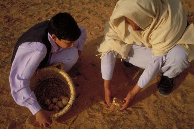 collecting desert truffles.  photo from Aramco.  used by permission