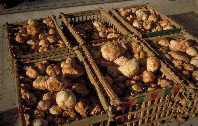 desert truffles at the market.  photo from Aramco.  used by permission