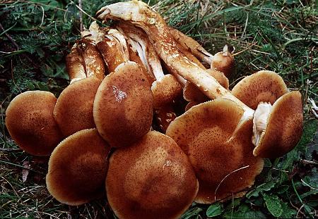 Armillaria solidipes