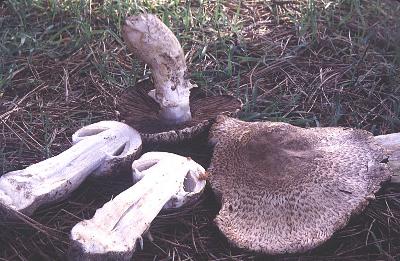 Agaricus augustus from California