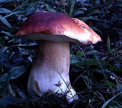 Boletus edulis