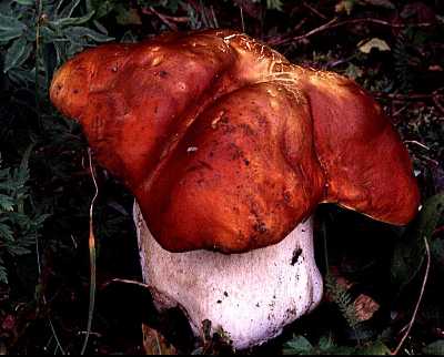 Boletus edulis top