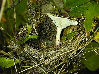 *real* bird's nest mushroom