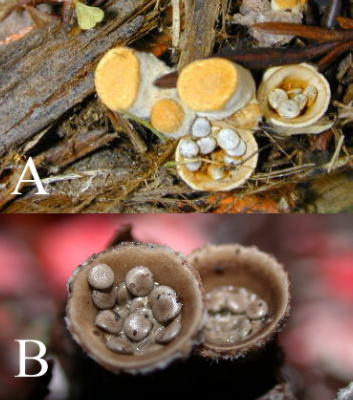 A. Crucibulum vulgare, B. Nidularia candida, other species of bird's nest fungus with eggs