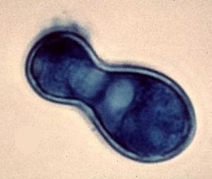 Blastomyces dermatitidis yeast form