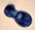 Blastomyces dermatitidis yeast