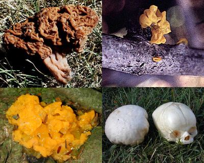 Some brain fungi--Gyromitra esculenta, Tremella mesenterica, Dacrymyces palmatus, Calvatia craniformis