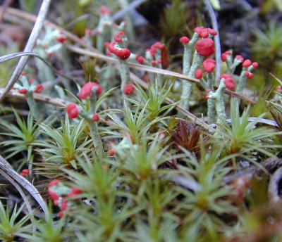 British soldier lichen (among the mosses) from Minuteman National Park near Lexington and Concord, Massachusetts