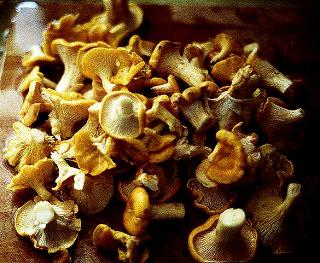 Cantharellus cibarius harvest