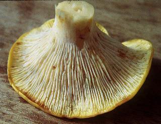 forked ridges of chanterelle