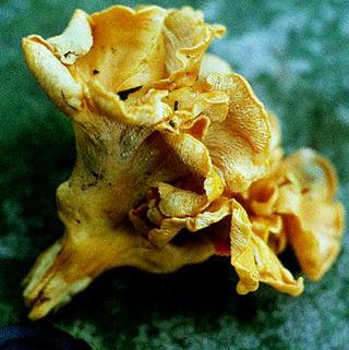 Cantharellus lateritius