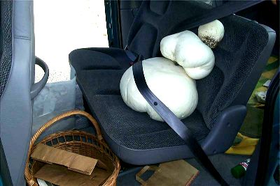 Calvatia crash test dummy