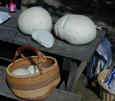 a basket of giant puffballs