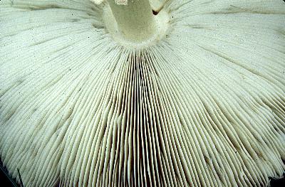 Chlorophyllum molybdites greenish gills