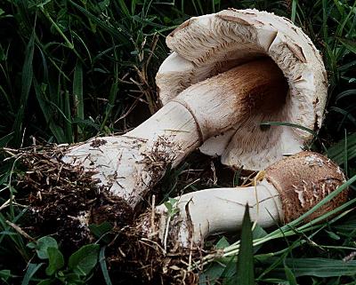 Chlorophyllum molybdites specimens