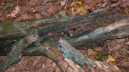 large chunk of wood stained green by Chlorociboria-- largest log diameter is about 35 cm