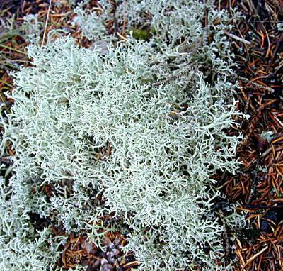 Cladonia rangifera or something closely related