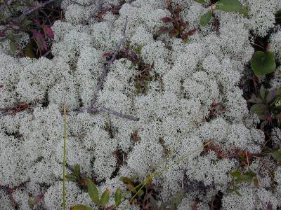 cladonia rangifera or something closely related