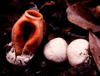 Clathrus columnatus