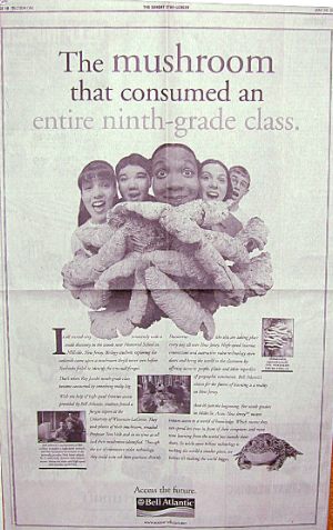 New York Times ad