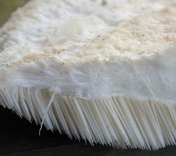 Climacodon septentrionale teeth on the underside