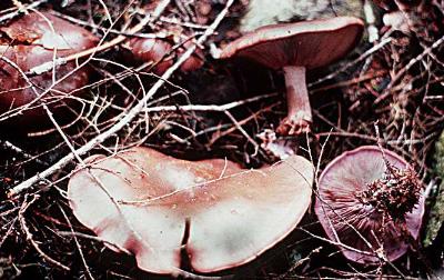 Clitocybe nuda