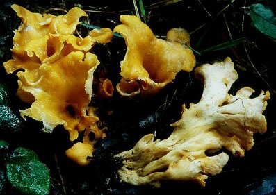 Craterellus odoratus