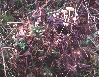 Collybia tuberosa on Russula