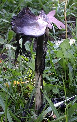 inky gills of Coprinus