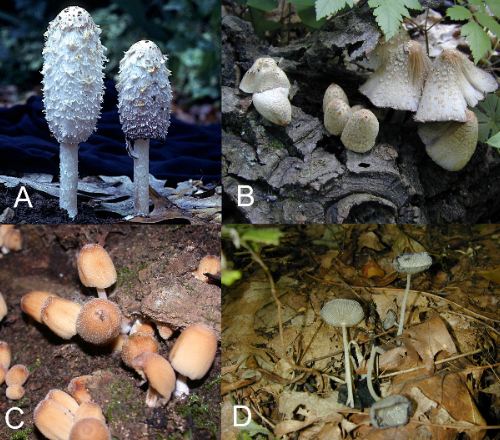 A=Coprinus comatus, B=Coprinopsis variegata (=C. quadrifidus) , C=Coprinellus micaceus, D=Parasola plicatilis