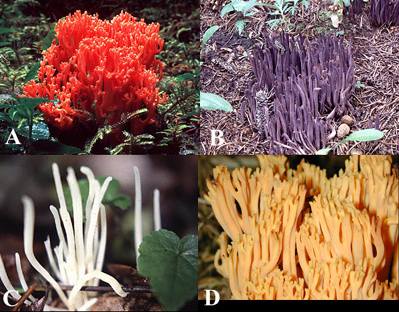 Ramaria, Clavaria, Clavaria, Ramaria