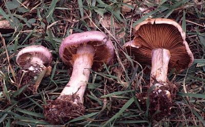 stages of Cortinarius development