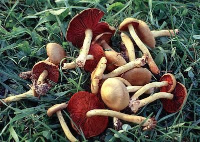 Cortinarius semisanguineus