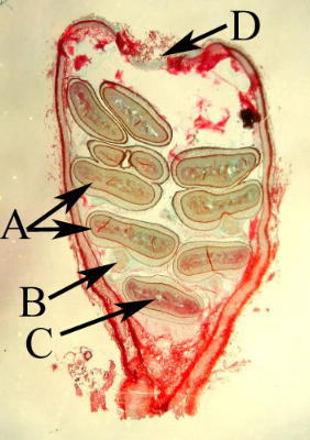 cross section of a splash cup of Cyathus.  A=peridioles, B=funiculus and hapteron C=glebal chamber lined with basidia  D=epiphragm