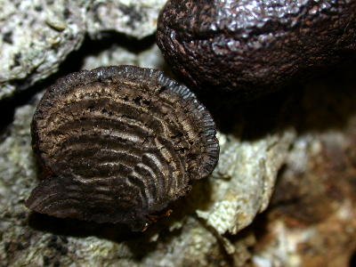 Daldinia concentrica sectioned, showing the concentric rings