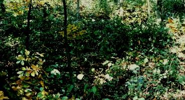 part of a fairy ring of Calvatia gigantea