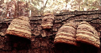 Fomes fomentarius four fruiting bodies