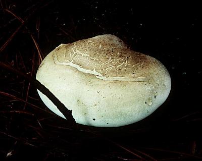 Piptoporus betulinus