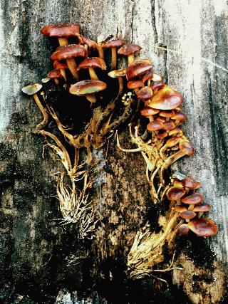 Flammulina velutipes